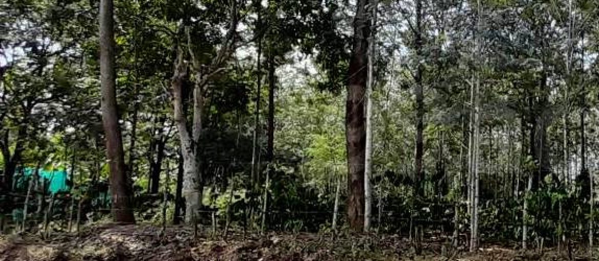 Residential Land/Plot for Sale in Somwarpet, Coorg / Madikeri, Karnataka