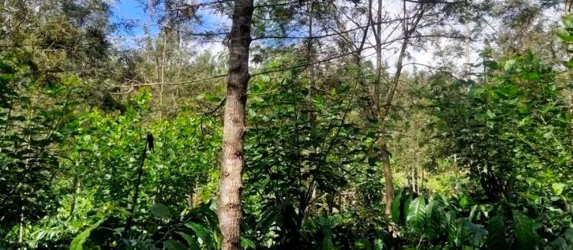 Residential Land/Plot for Sale in Harangi, Coorg / Madikeri, Karnataka